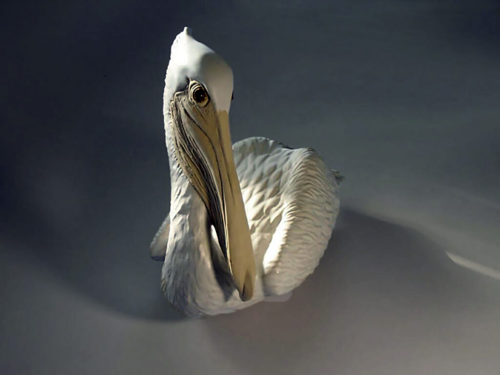Tall Pelican White