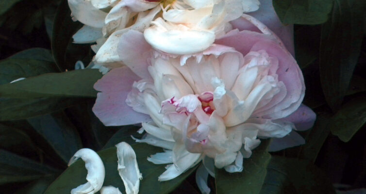 Peony with Drifting petals