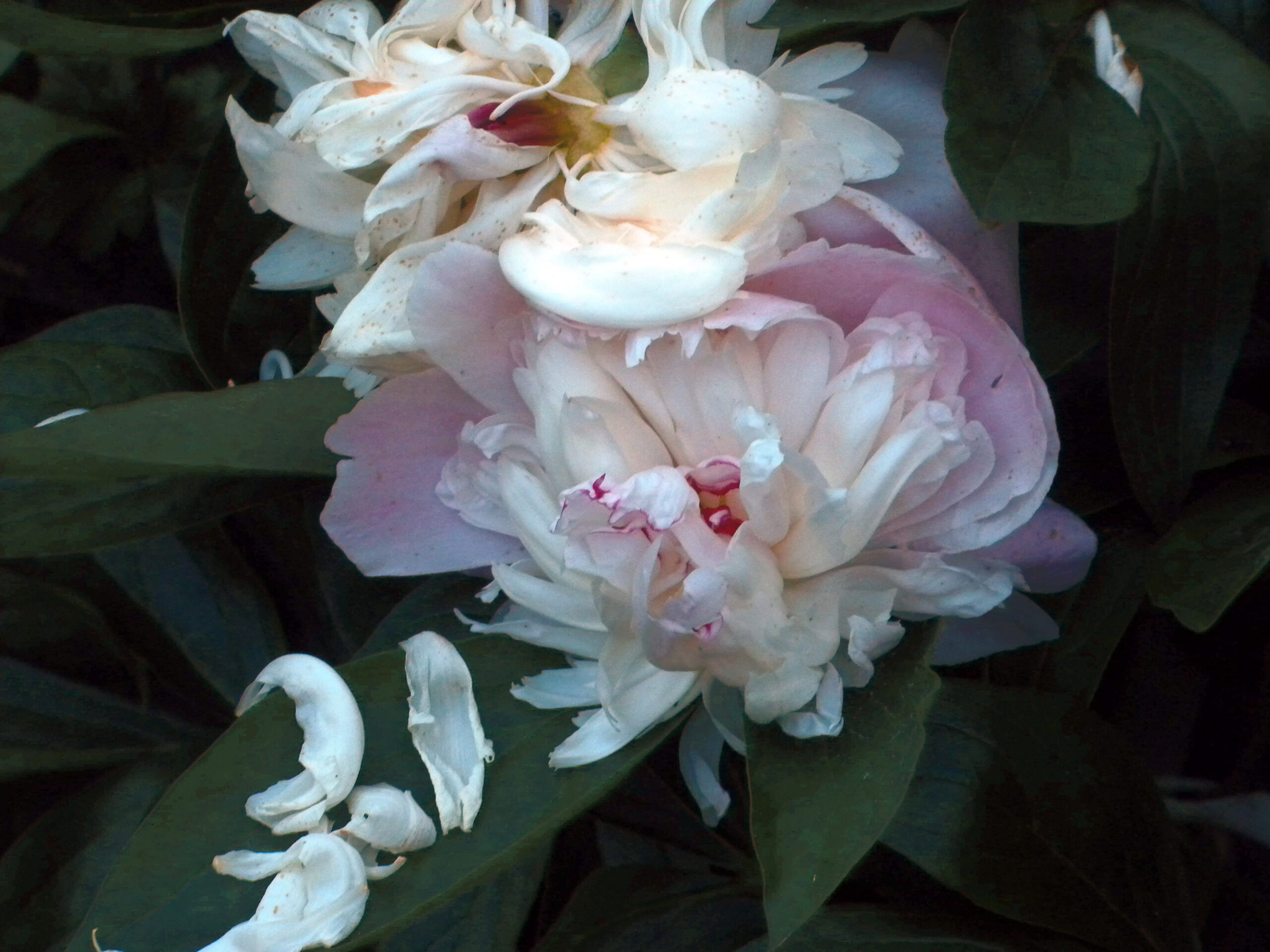 Peony with Drifting petals