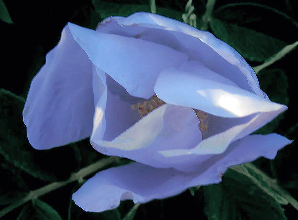 White Rugosa Rose in Early Bloom by Susan Mackenzie Andersen